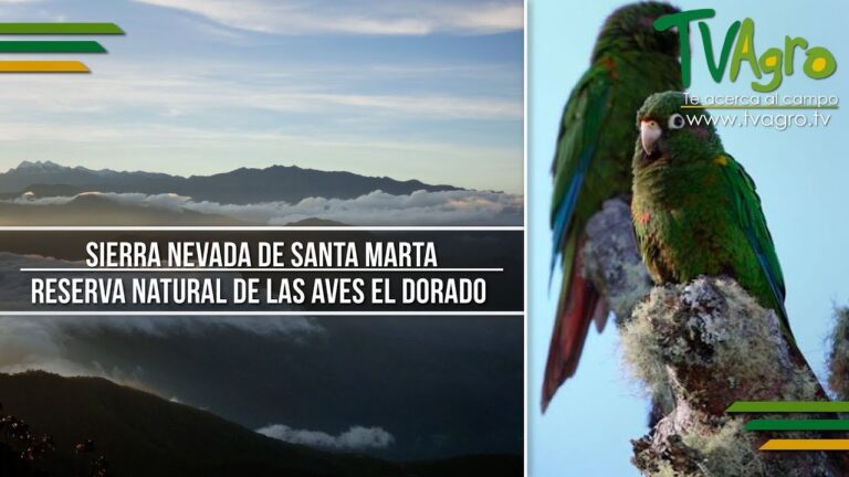 Aves Migratorias: Gu&iacute;a de Avistamiento en &Aacute;reas Acu&aacute;ticas