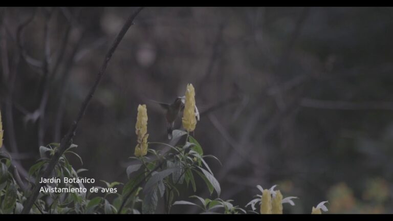 Miradores para Avistamiento de Aves: Conexión con la Naturaleza