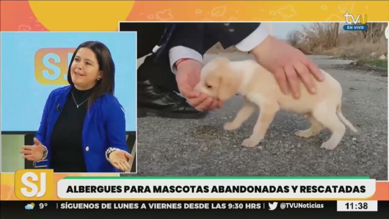 Parques para Mascotas: Espacios Ideales para Disfrutar con tu Compa&ntilde;ero