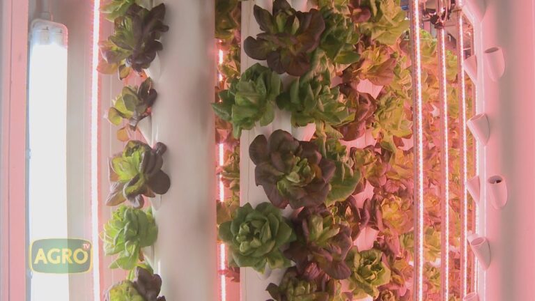 Aprovechamiento Urbano: Cultivos en Espacios Reducidos