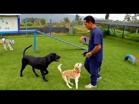 Jardines Urbanos: Espacios Ideales para Perros