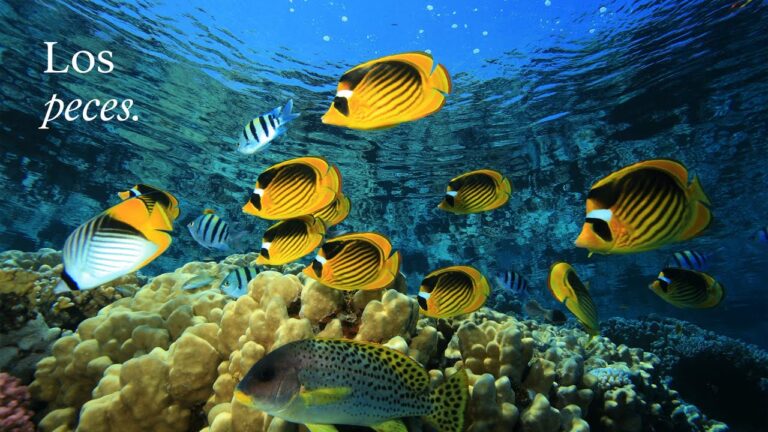 Especies Comunes de Peces en Arroyos