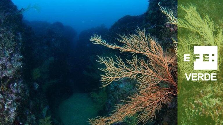 Protecci&oacute;n de H&aacute;bitats Marinos en Espacios Naturales
