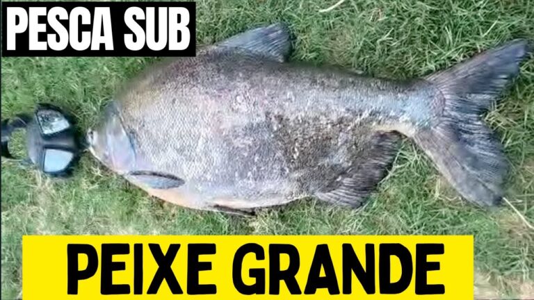 Descubre la Magia de Pescar en R&iacute;os