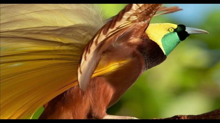 Aves Exóticas en Islas: Guía de Observación Ideal