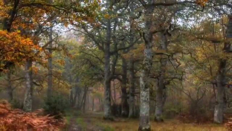 Mejores Rutas de Senderismo en Bosques y Montes P&uacute;blicos