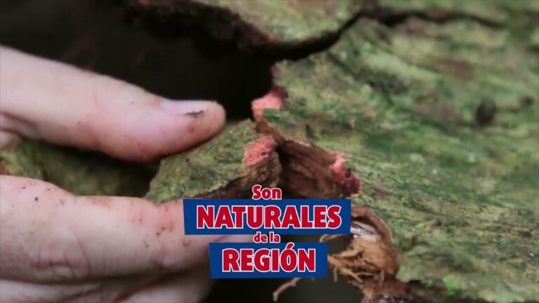Conservaci&oacute;n de Especies Aut&oacute;ctonas en Parques Privados