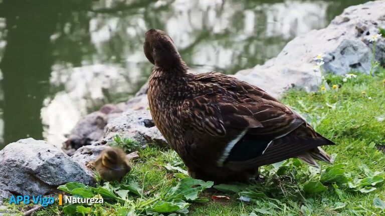 Conexi&oacute;n Natural: Disfrutar de la Naturaleza en la Ciudad