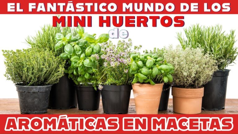 Cultivo de Plantas Medicinales en Entornos Urbanos