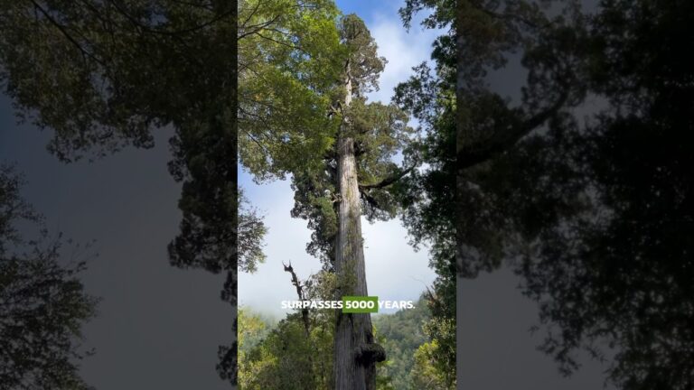 Descubriendo la Magia de los Paseos por Parques con &Aacute;rboles Antiguos