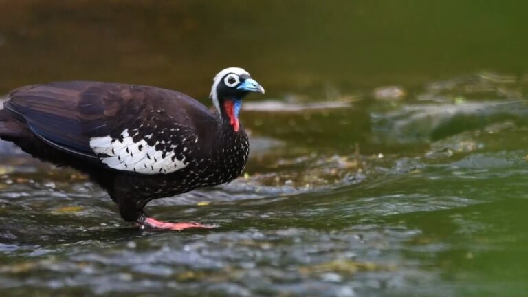 Puntos Clave para la Observaci&oacute;n de Aves en la Naturaleza