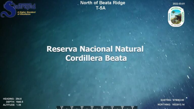 Explorando la Fauna en Parques Naturales