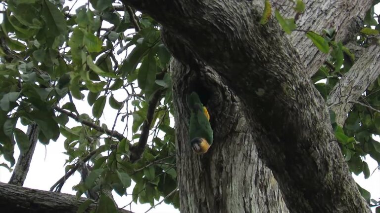 Consejos Esenciales para Observar Aves en &Aacute;reas Abiertas