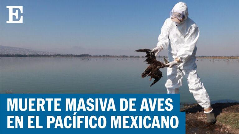 Avistamiento de Aves en Zonas Verdes Costeras