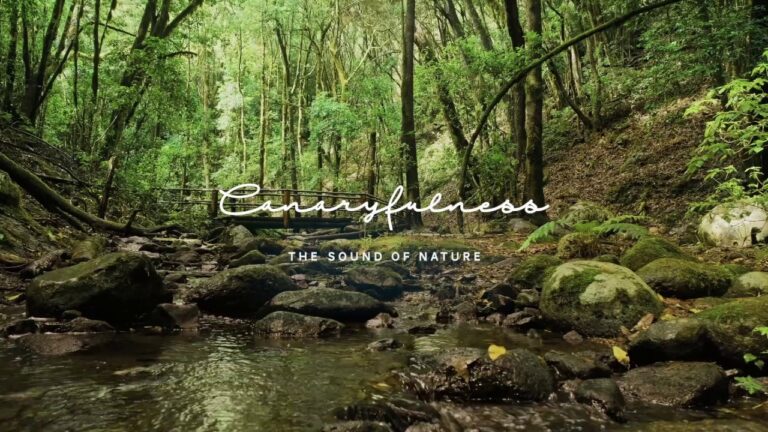 Encuentra Paz Mental en Parques al Aire Libre para Meditar
