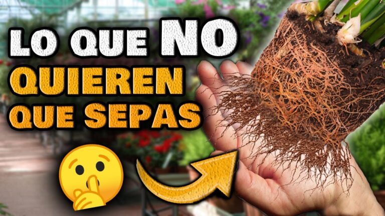 Gu&iacute;a Pr&aacute;ctica para el Cuidado de Plantas en Invernaderos Urbanos