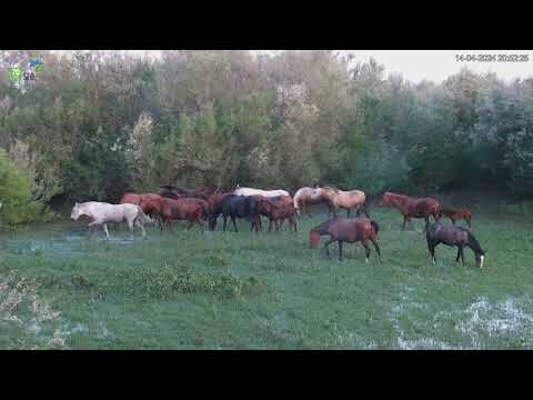 Explorando la Naturaleza Salvaje del Parque Nacional de Do&ntilde;ana