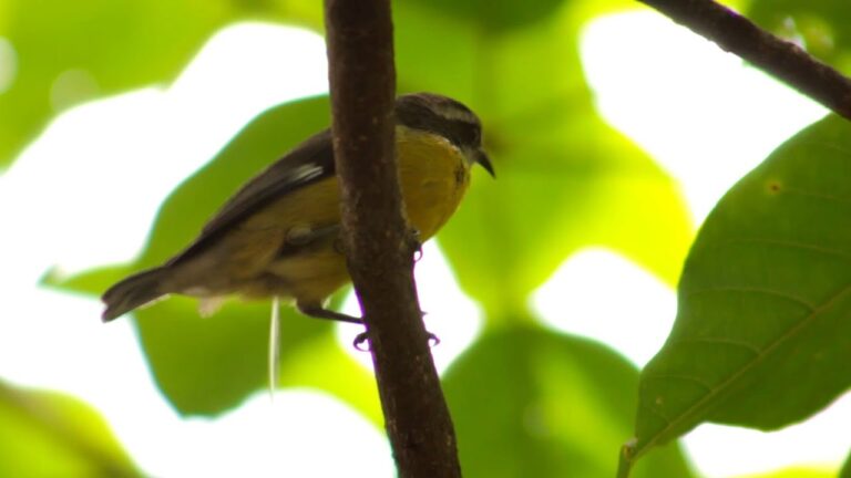 Avistaje de Aves en Parques: Descubre su H&aacute;bitat Natural
