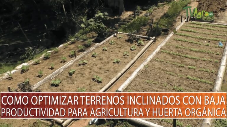 Zonas Verdes: Espacios Ideales para Huertas Urbanas