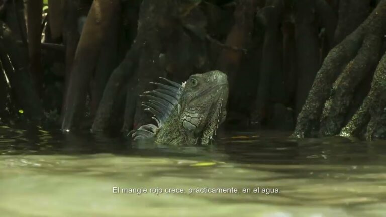 Manglares: Refugio Vital para Aves