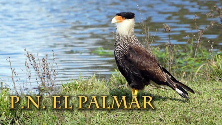 Senderismo Educativo: Explorando Parques Fluviales