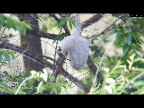 Descubriendo la Naturaleza y Aves en Parques Fluviales
