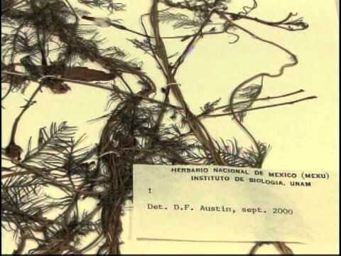 Explorando la Colecci&oacute;n de Plantas en un Herbario Bot&aacute;nico