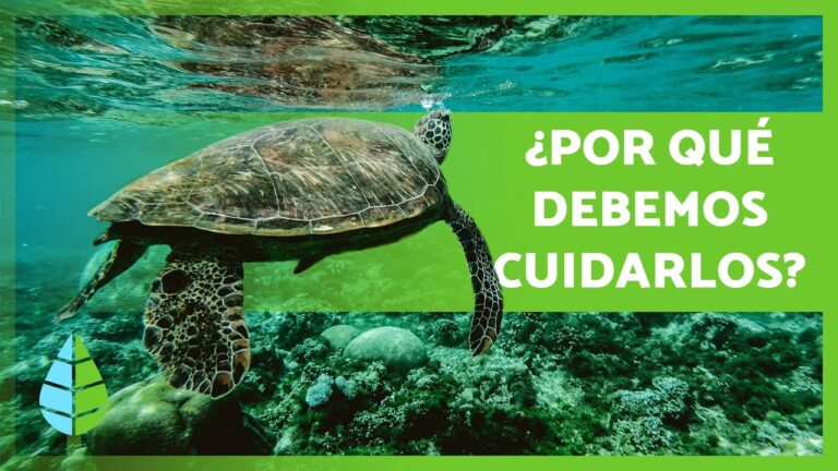 La Crucial Importancia de Conservar las Costas