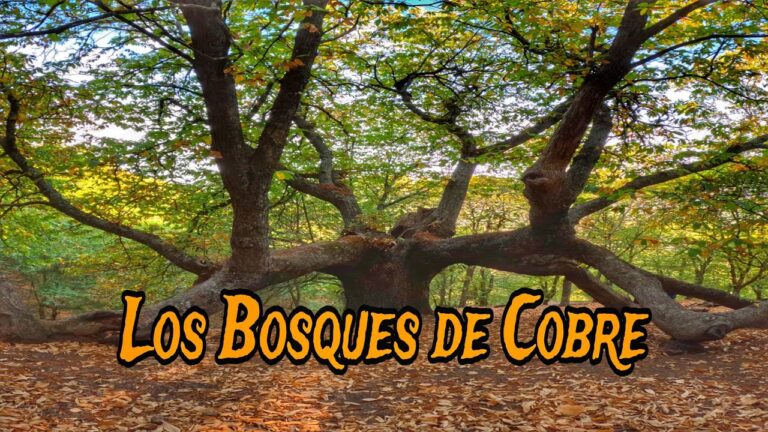 Explorando Senderos de Monta&ntilde;a en Bosques