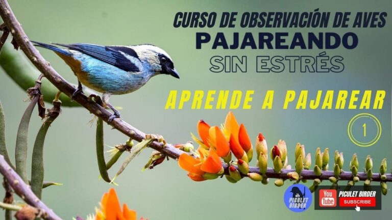 Avistamiento de Aves en Zonas Verdes Costeras