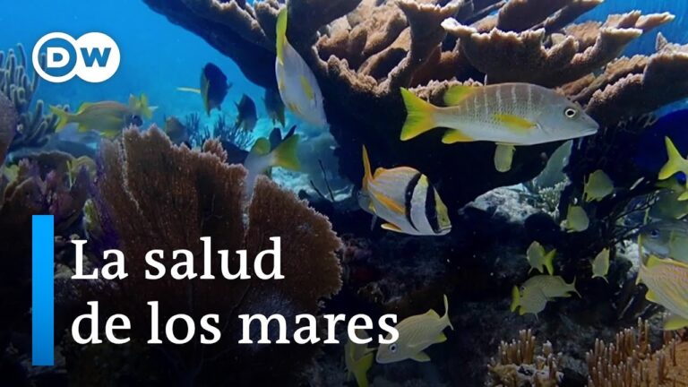 Conservación de Océanos: Importancia de los Espacios Protegidos