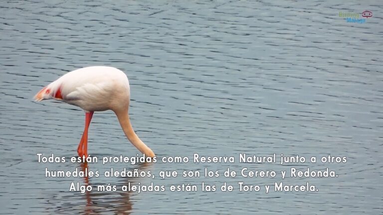 Los Mejores Paisajes Naturales para Avistar Aves en Lagunas