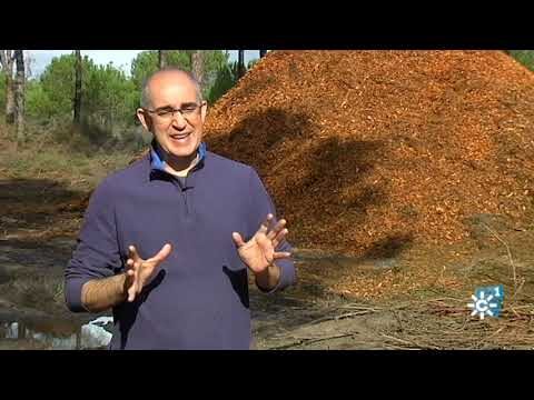 Especies Vegetales Amenazadas en Bosques y Montes P&uacute;blicos