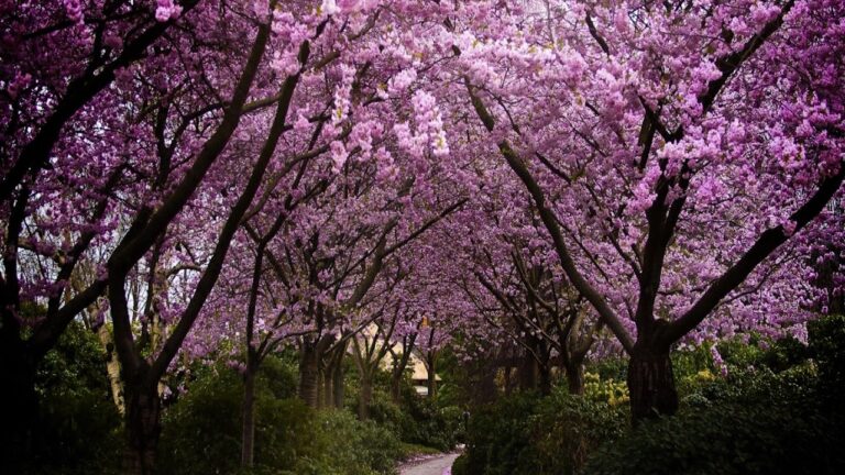 Senderos Ecológicos en Espacios Verdes Urbanos: Beneficios y Oportunidades