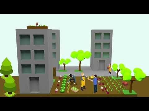 Conexión Natural: Beneficios de las Huertas Urbanas