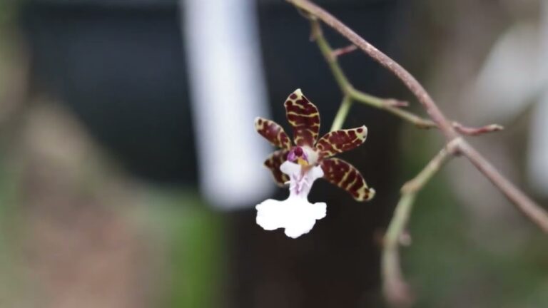 Especies End&eacute;micas en Jardines Bot&aacute;nicos: Conservaci&oacute;n y Biodiversidad