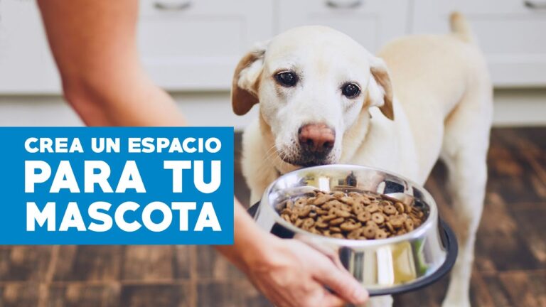 Parques para Perros: Espacios de Descanso Ideal