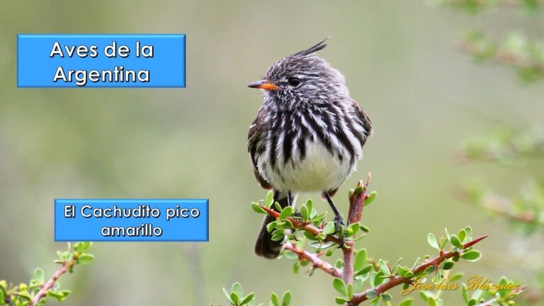 Avistamiento de Aves en Zonas Áridas: Guía Esencial