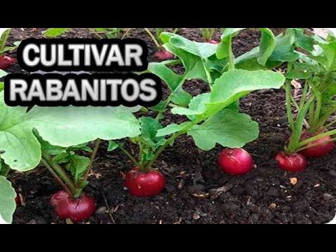 Compostaje Ecol&oacute;gico en Huertos Urbanos