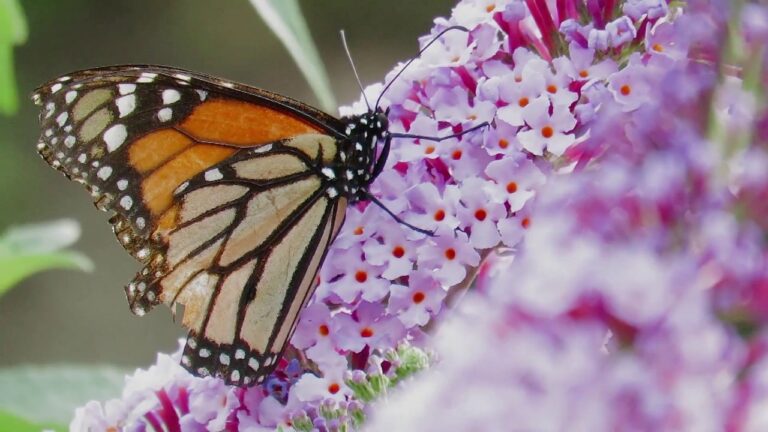 Aves Adaptadas a Ambientes Secos