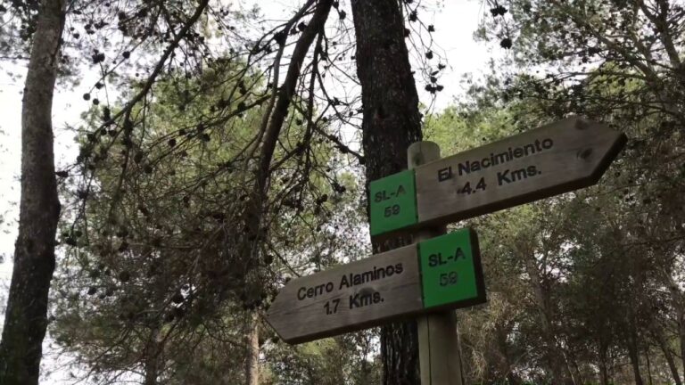 Explorando Senderos: Aventuras en Bosques y Montes P&uacute;blicos