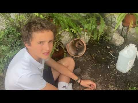 Beneficios Ambientales de los Jardines Bot&aacute;nicos en la Conservaci&oacute;n del Agua