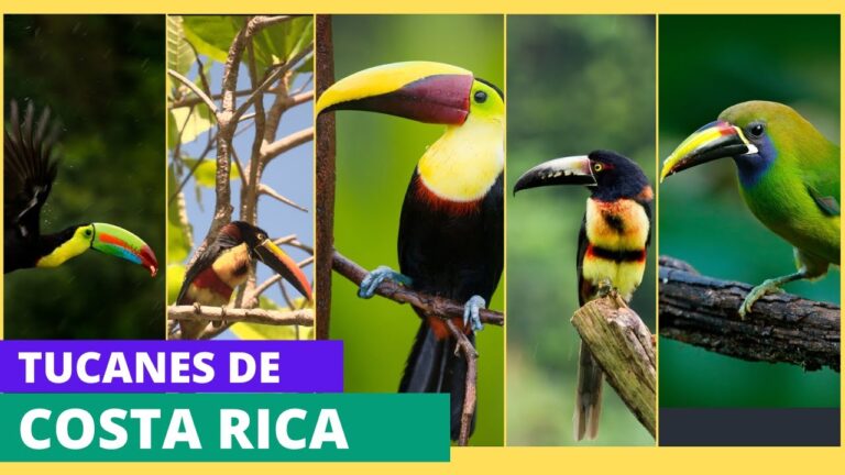 Maravillas de la Observaci&oacute;n de Aves en H&aacute;bitats Tropicales