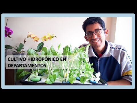 Ventajas de Cultivar en un Jardín Hidropónico Urbano