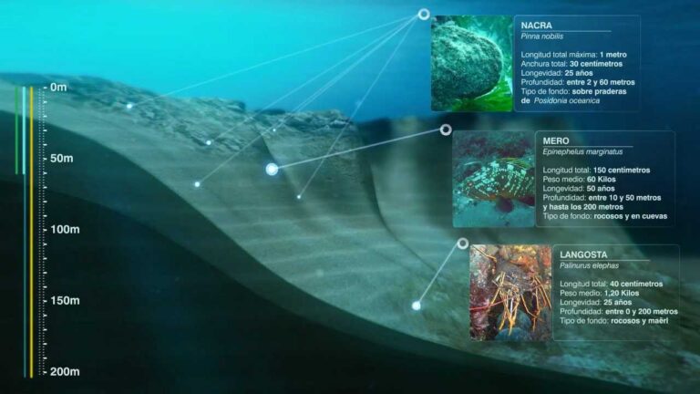 Importancia de las Reservas Marinas en la Investigación Oceánica