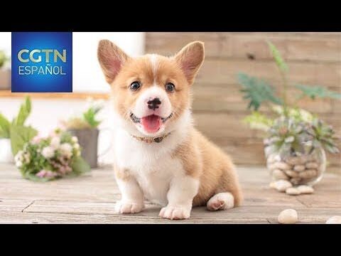 &Aacute;reas de Juegos Exteriores para Mascotas