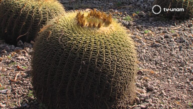 Descubre la Colecci&oacute;n de Plantas Ex&oacute;ticas en Jardines Bot&aacute;nicos