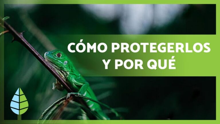 Estrategias para la Protecci&oacute;n de Especies Vulnerables en &Aacute;reas Naturales