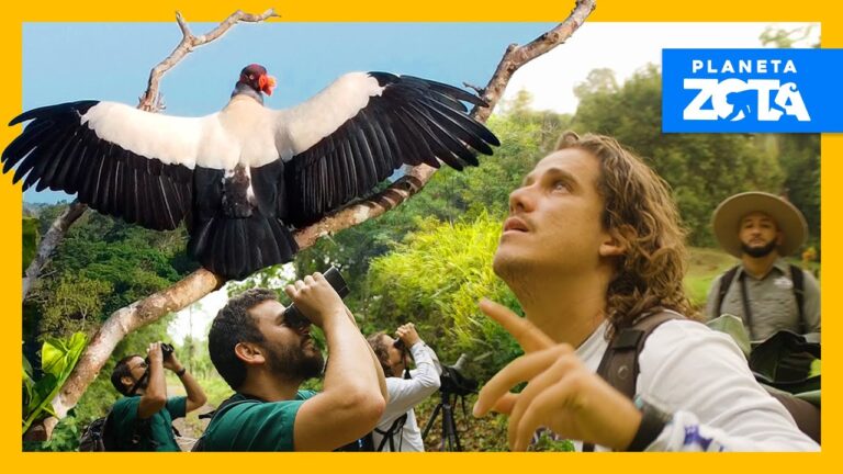 Riqueza y Conservaci&oacute;n de la Biodiversidad Aviar en Bosques Tropicales