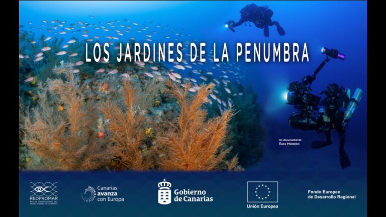 Explorando los Paisajes Submarinos de Jardines Marinos